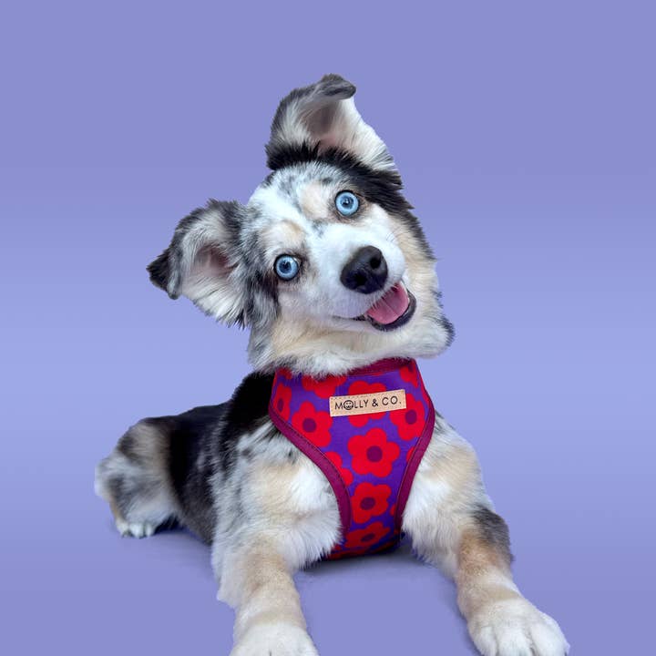 Molly & Co. - Wholesale Pet Harness - Dog - Mon Chéri - Reversible Dog Harness1
