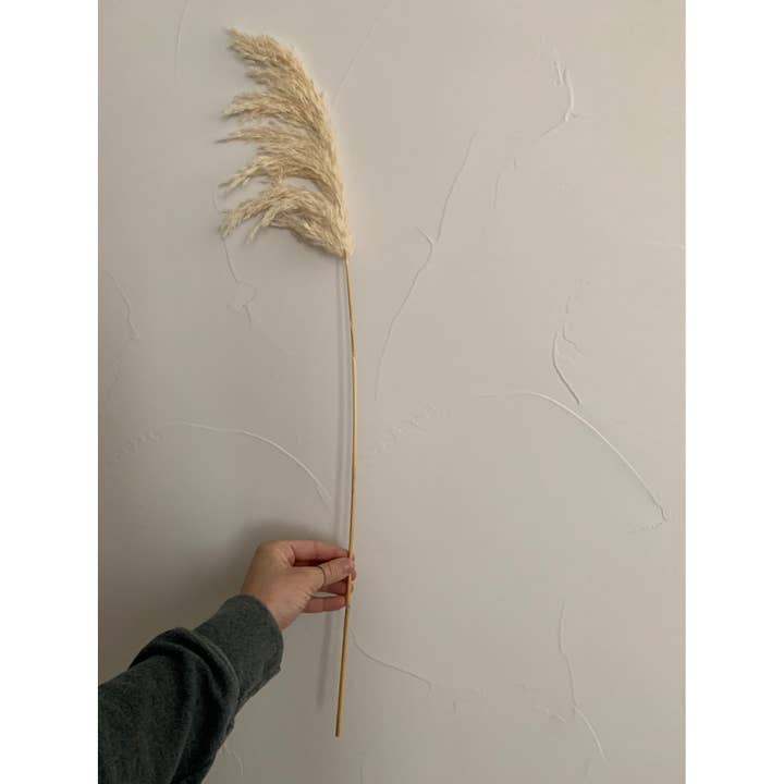 Delmar Decor - Wholesale Dried/Pressed Flowers - Pampas Grass, Dried floral décor (10 stems per bunch)