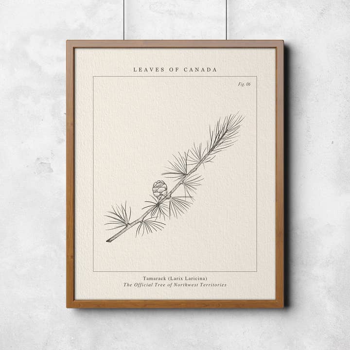 Leaves of Canada - Wholesale Art Print - PROVINCIAL TREE OF NORTHWEST TERRITORIES, TAMARACK ART PRINT