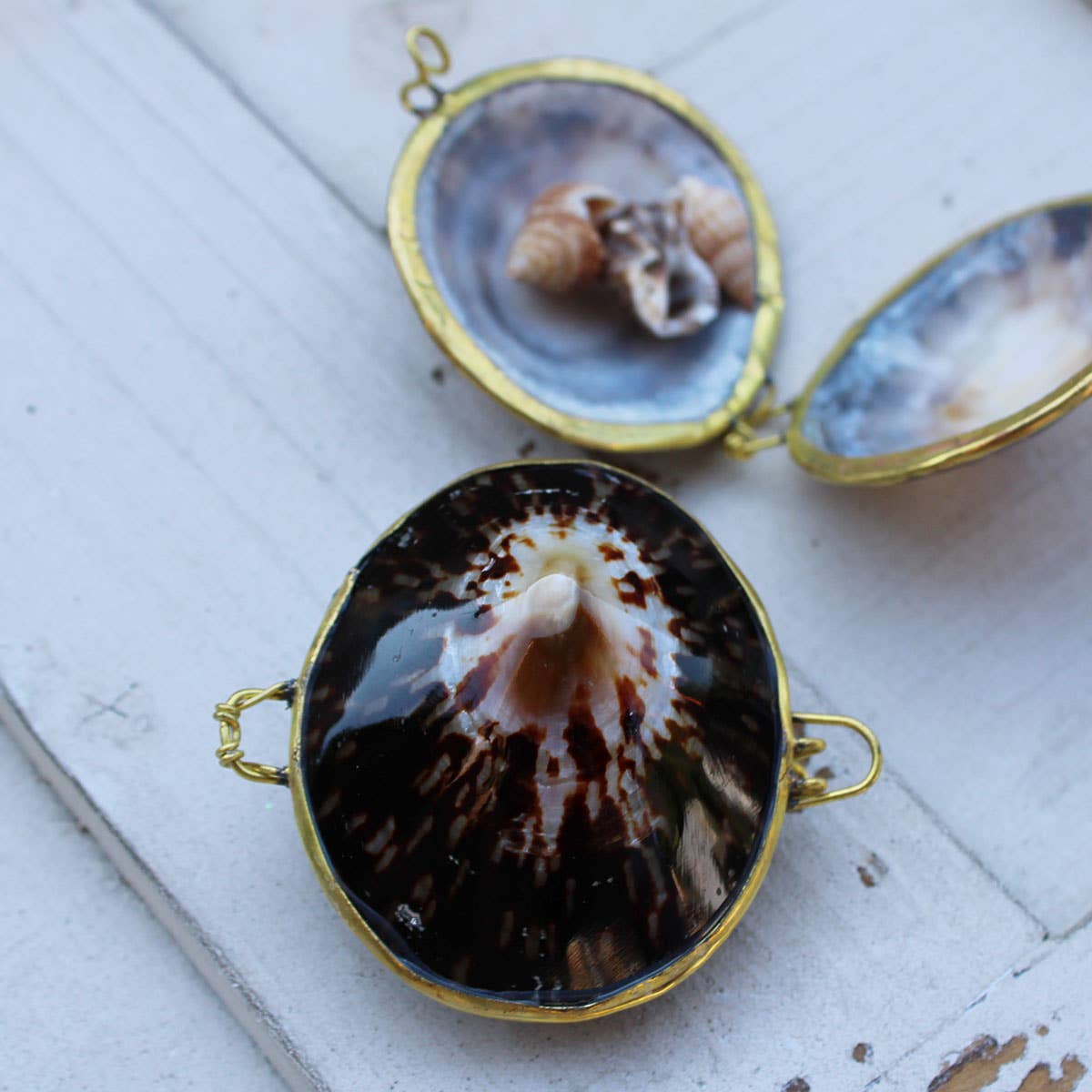 California Seashell Company - Wholesale Jewelry Dish - Limpet Seashell Coin Purse - Shell Box2
