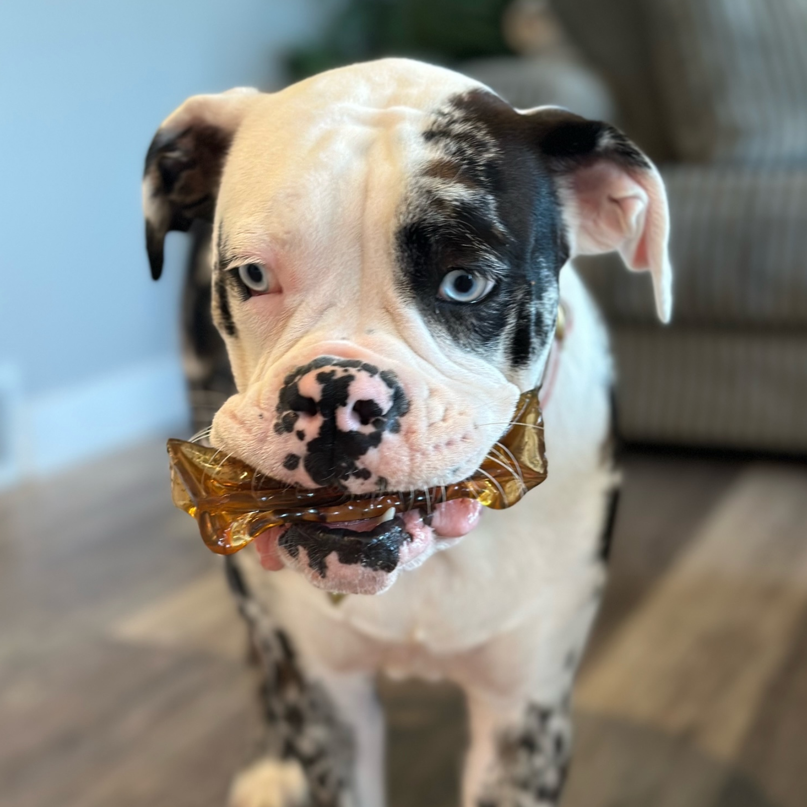 Wag & Bright Supply Co. - Vente Os à mâcher – chien - Mighty Marrows Collagen Dental Chew - Bœuf Spiruline - SM/LG8