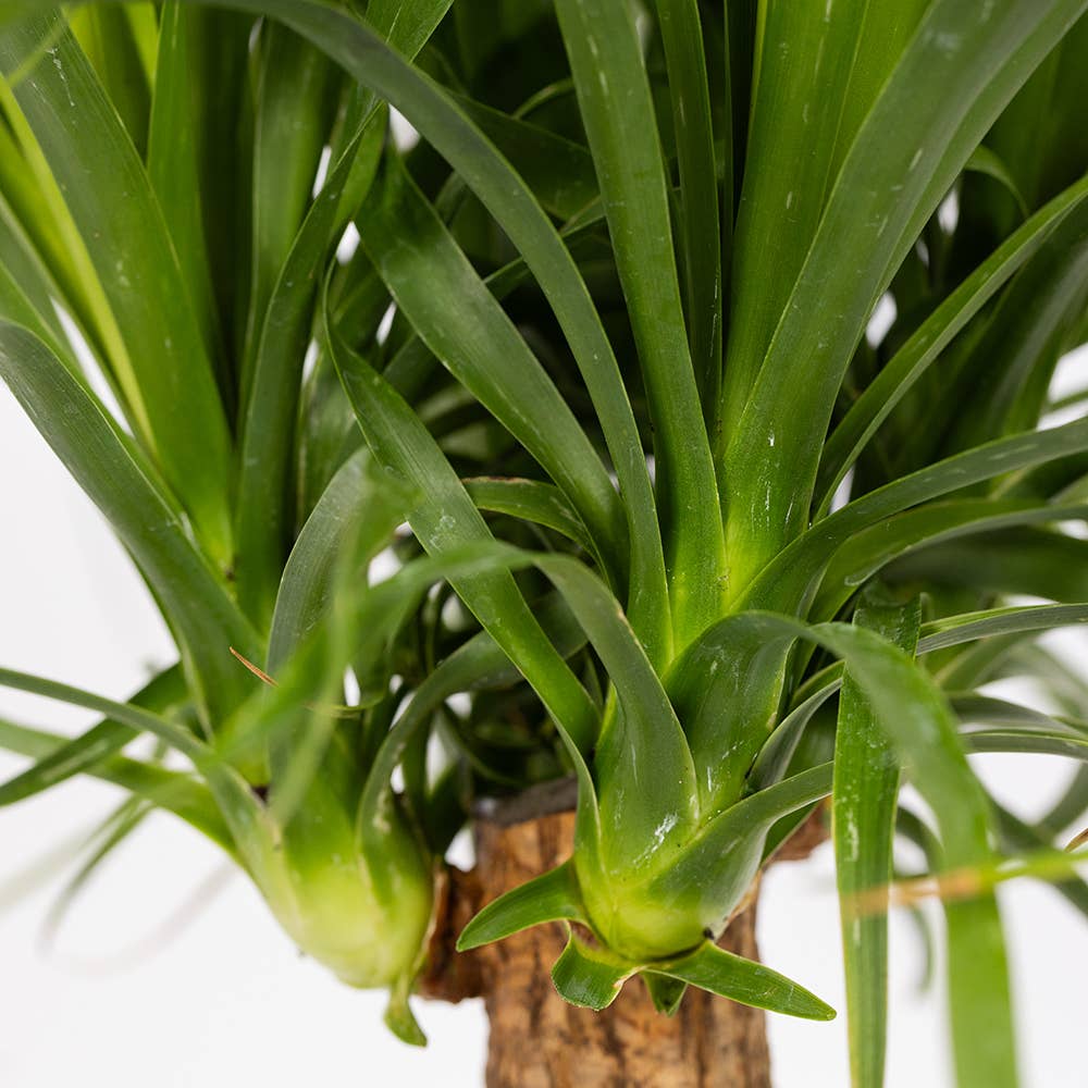 The Little Botanical – wholesale Live plant – British Grown Big Ponytail Palm (Beaucarnea)5