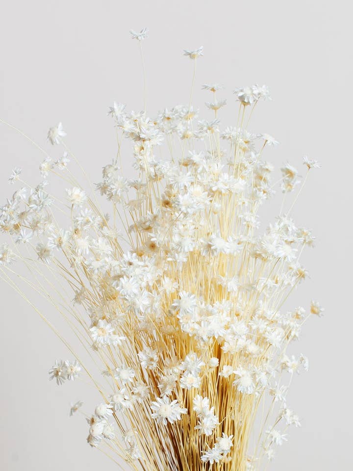 White Mini Star Flower for wholesale by Idlewild Floral Co.