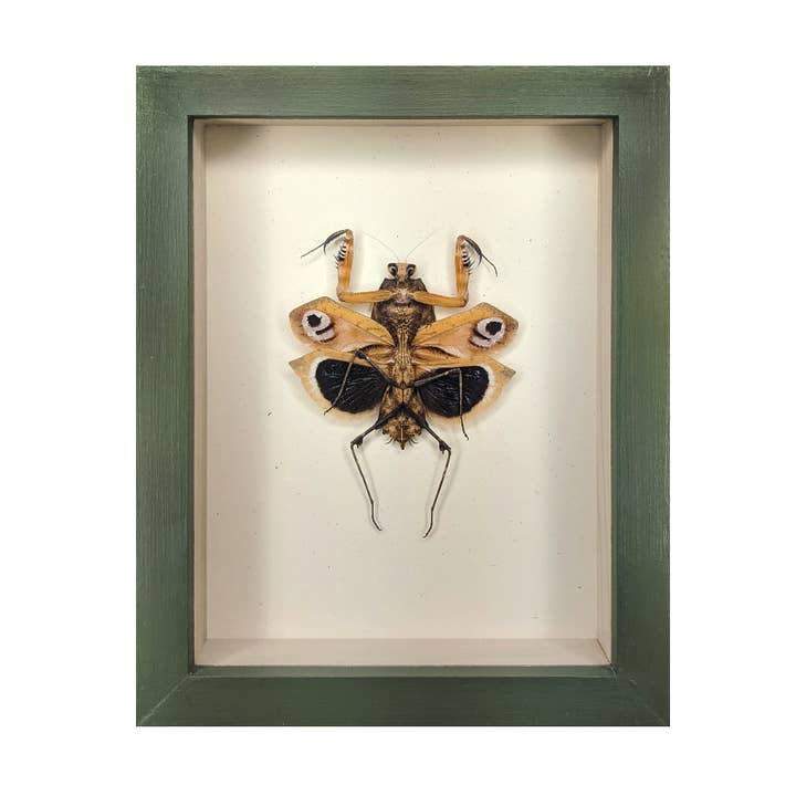 Green Beetle Shop - Wholesale Wall Accent - Giant Dead-Leaf Mantis Shadowbox1