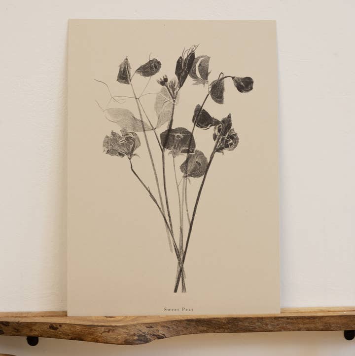 Alicia Breakspear - Wholesale Art Print - Botanical Art Print A5 A4 A3 Sweet Peas Flower Print