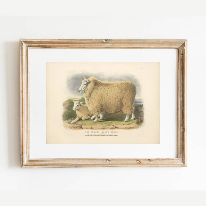 English Ewes (Sheep) II Antique Art Print for wholesale by Sea to Skye