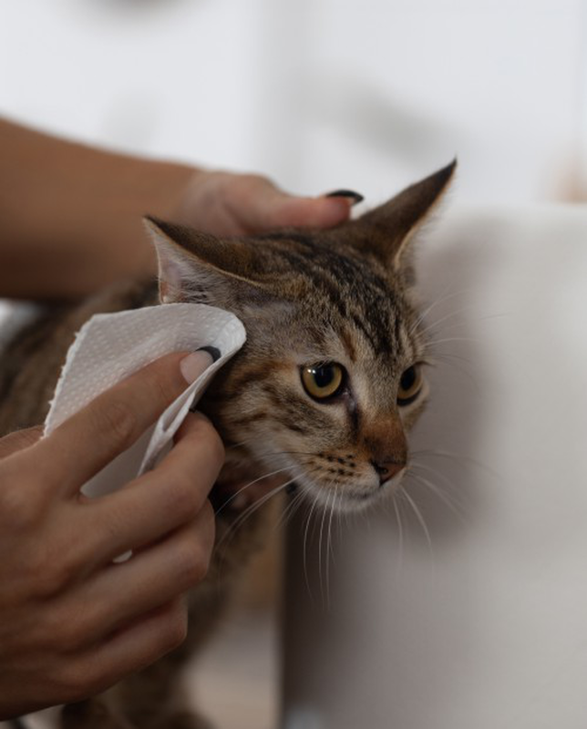 Renova - Wholesale Paper Towels - Pet Care Multipurpose Roll3