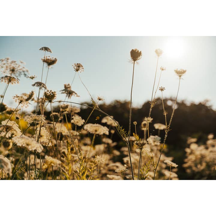 PetalCraft - Wholesale Oral Supplement/Vitamin - Flower Remedy - Focus No.71