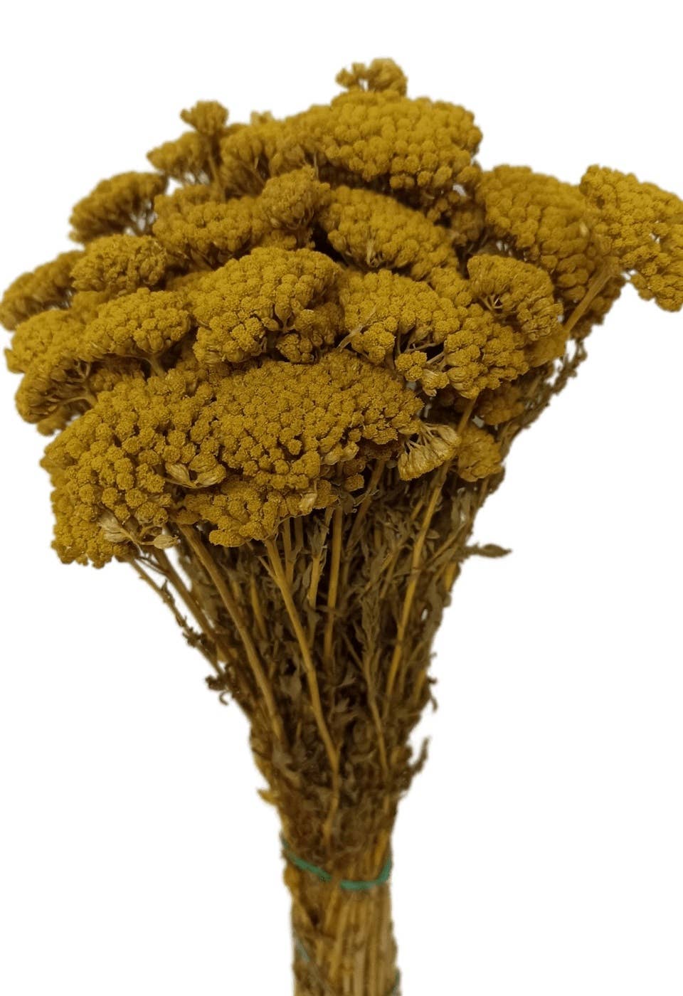 Concari.flores Preservadas – Engroshandel Tørrede/pressede blomster – Bevarret lille achillea7