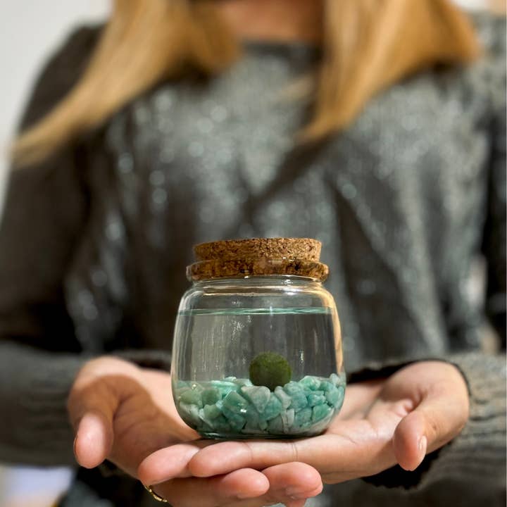 Moss Amigos | Moss Ball Terrariums - Wholesale Live Plant - Medium Marimo Moss Ball Terrarium with Aventurine Gemstones