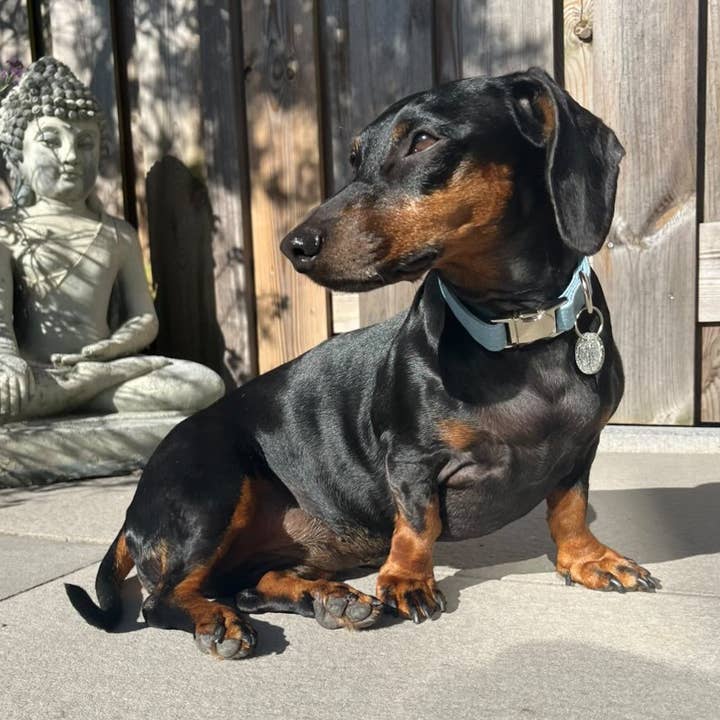 D-Paw-halsband för wholesale av I-Dogs