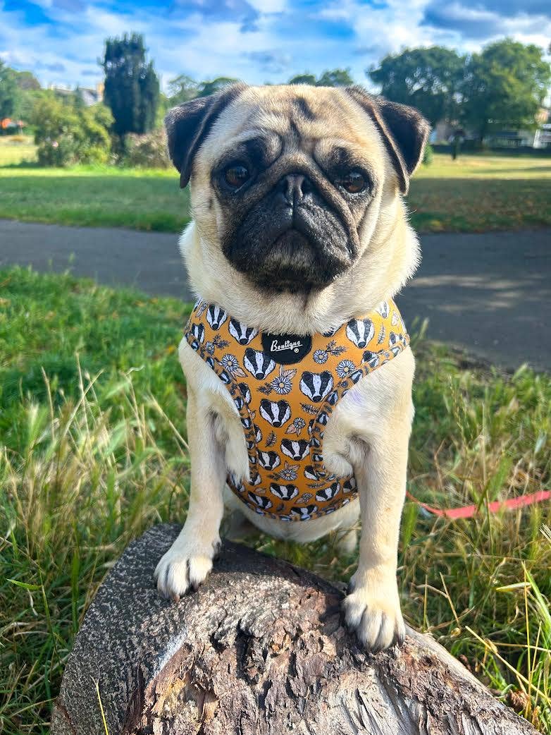 Pet Pooch Boutique – wholesale Pet harness – Dog – Woodland Badger Puppy Dog Harness (Autumn/mustard yellow)5