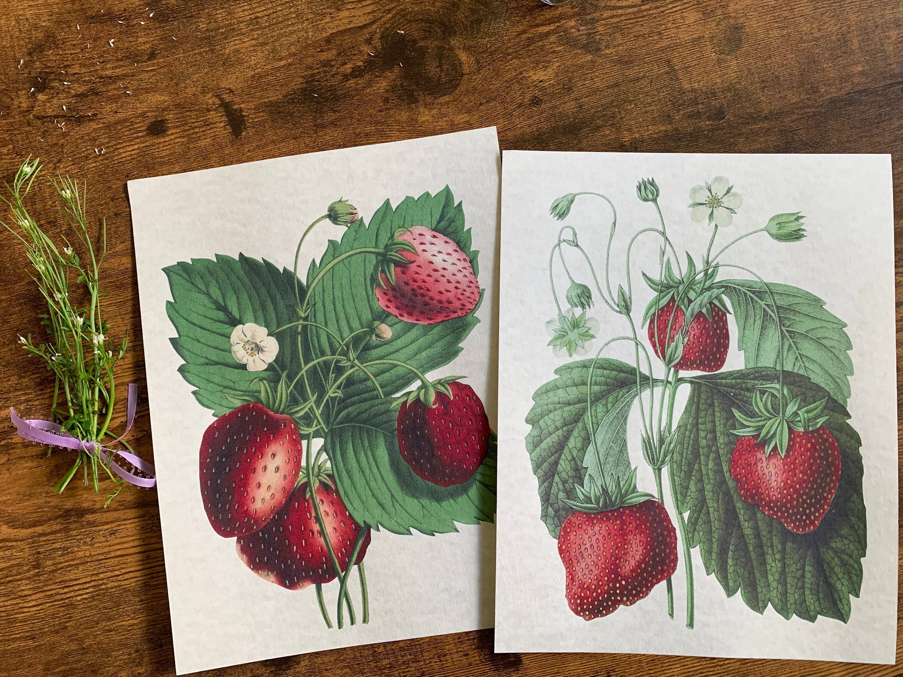 Magnifique Hearts - Wholesale Art Print - Vintage Style Strawberries Art Prints, Wall Decor, 2 Designs4