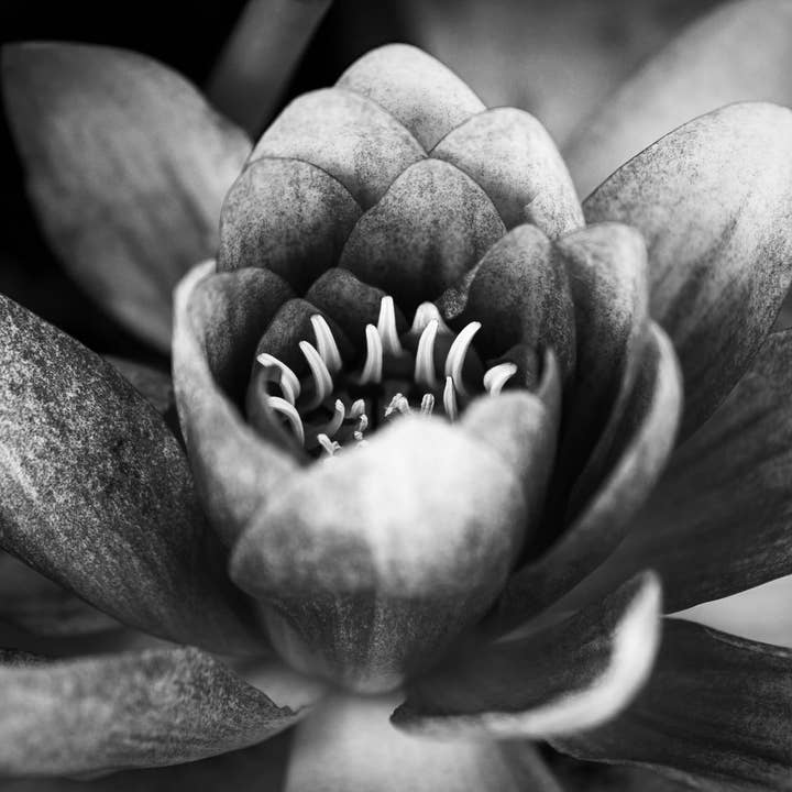 Svart Lotus fotokonst Multi-storlek väggdekor Print för wholesale av Hope Decor