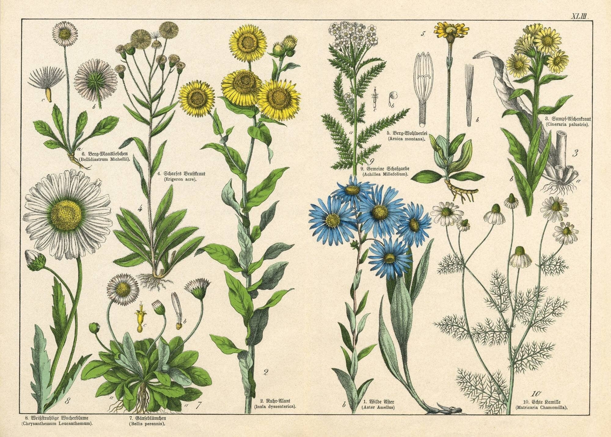 Mint by Michelle - Wholesale Craft Supplies - Vintage Botanicals - set of 8 botanical designs - Decoupage Paper5