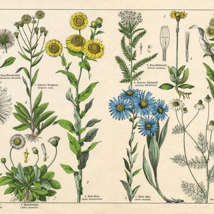 Mint by Michelle - Wholesale Craft Supplies - Vintage Botanicals - set of 8 botanical designs - Decoupage Paper5