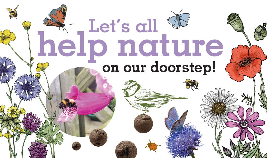 Seedball – wholesale Plant seeds – 50 Occasions Seed Boxes with Display Box15