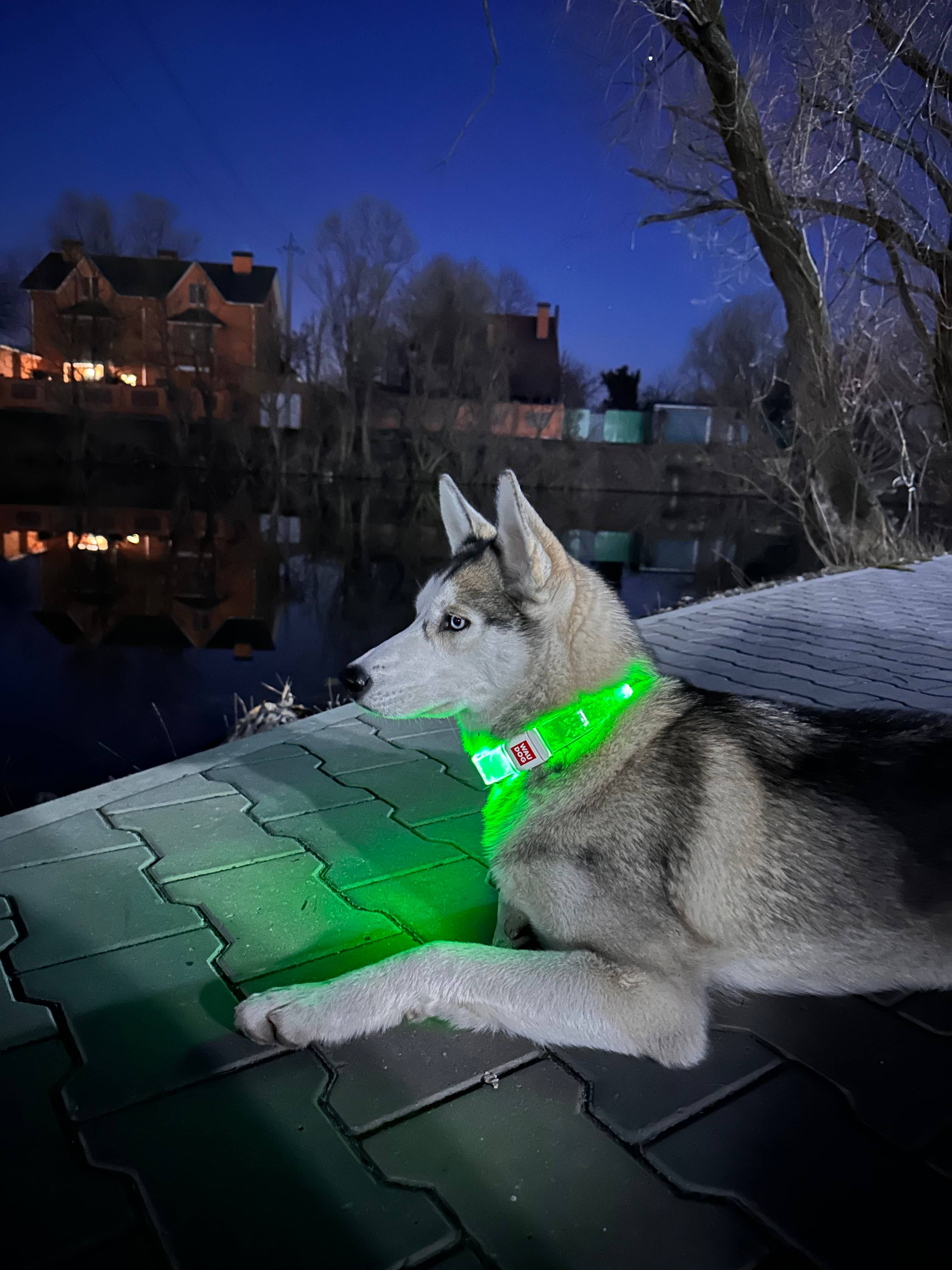 WAUDOG LED Collar — Bright LED, Adjustable Fit & Color for wholesale on Faire9