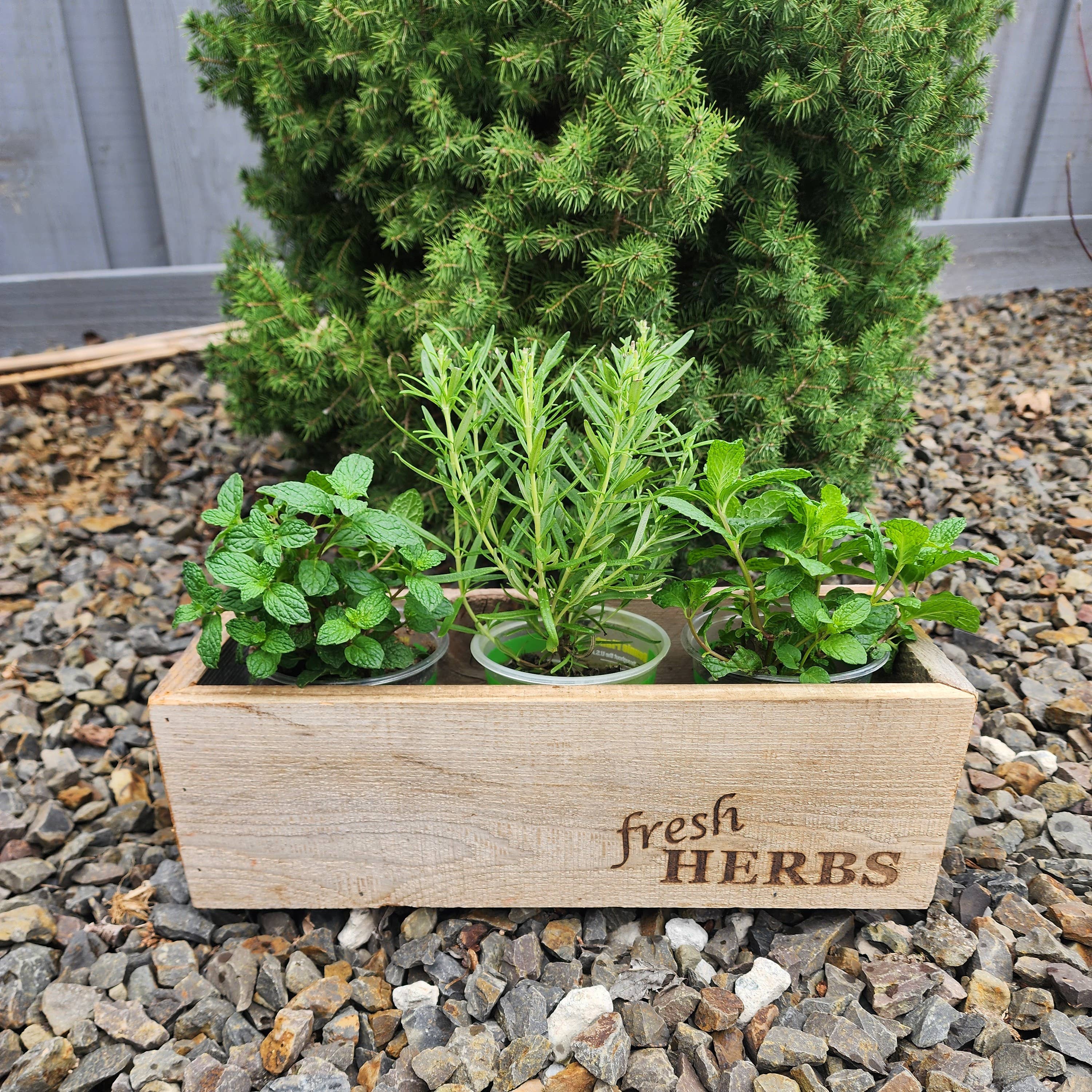 Love Reclaimed - Vente Jardinière - Jardinière rustique en bois récupéré pour herbes1