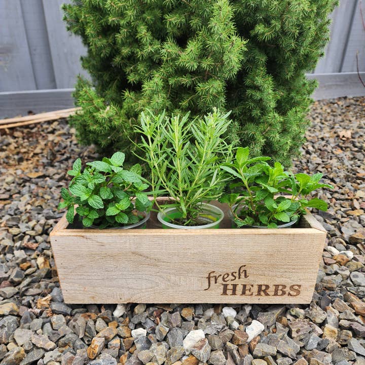 Love Reclaimed - Vente Jardinière - Jardinière rustique en bois récupéré pour herbes1