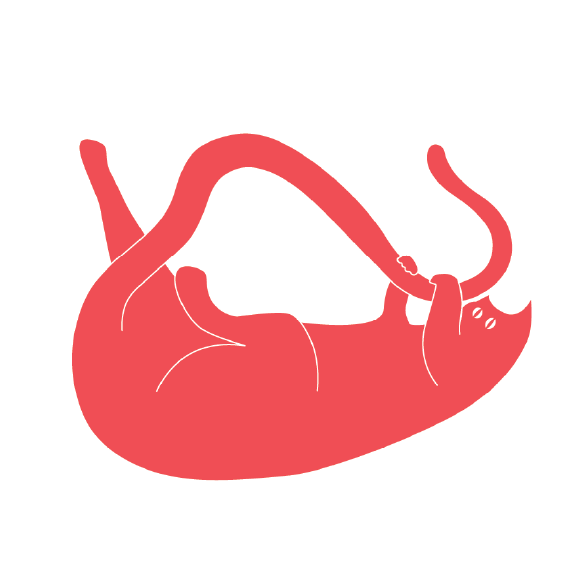 Archie's Press - Wholesale Wall Decor - Kids & Baby - Cat Prints1