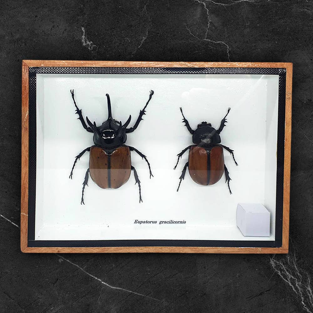 VIE - Wholesale Wall Accent - Framed Insect, Assorted10