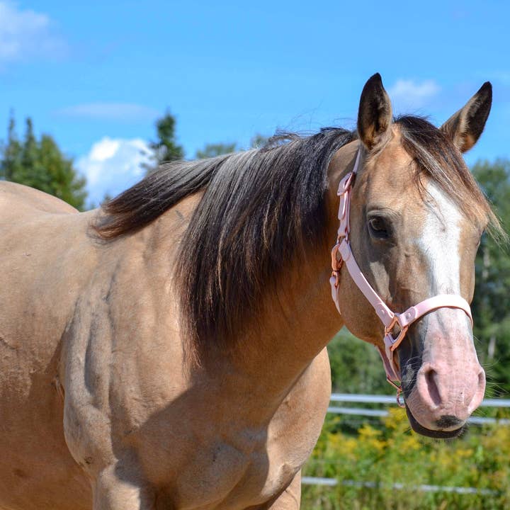 WATERPROOF Pink Horse halter *NOW AVAILABLE* for wholesale on Faire
