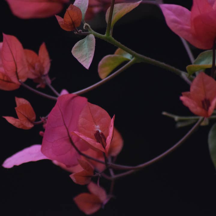 Bougainvillier 1 Impression A4 pour la vente par Red Berry Photos