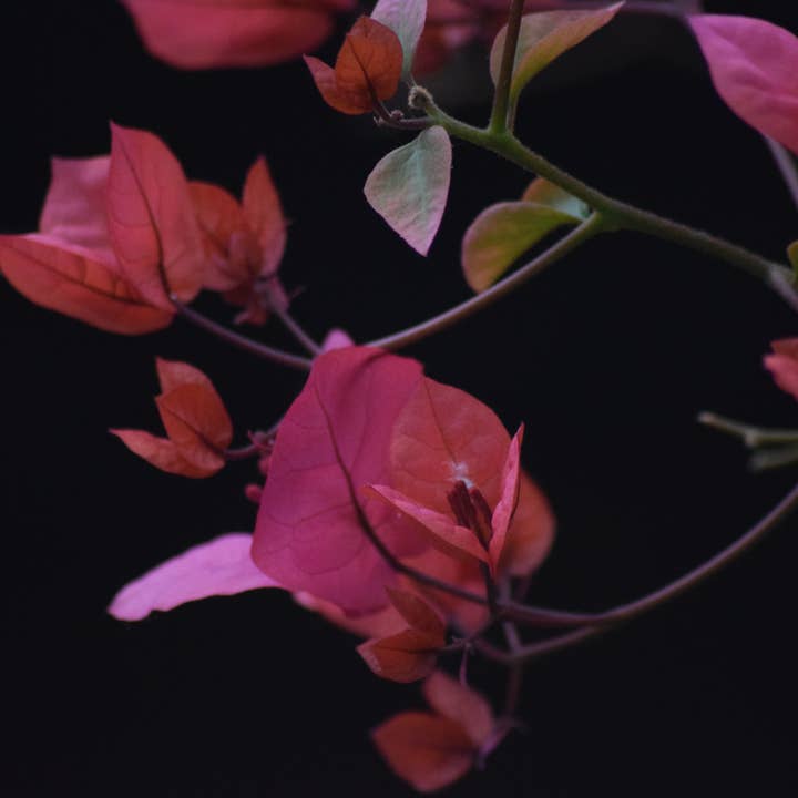 Bougainvillier 1 Impression A4 pour la vente par Red Berry Photos