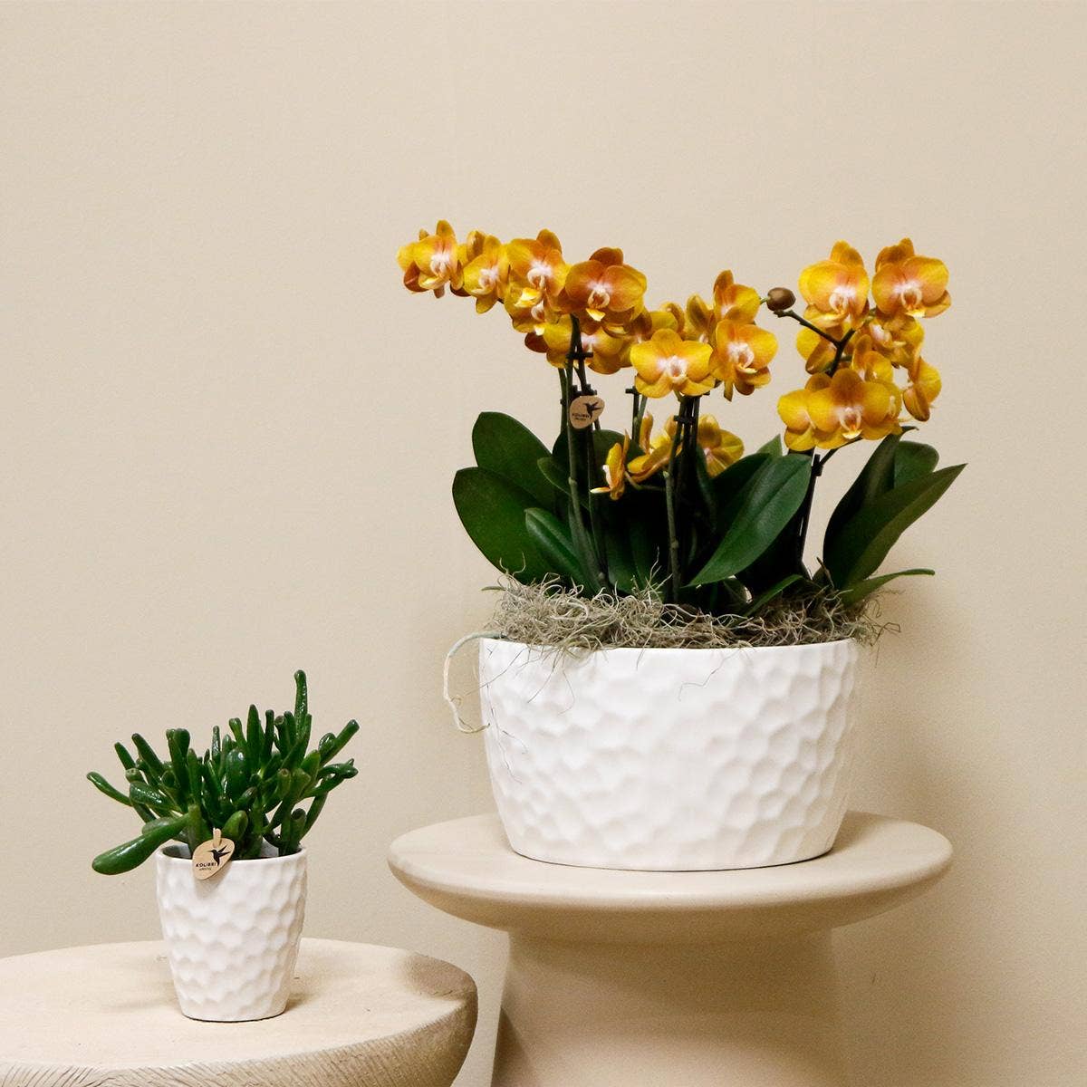 Oasis of Life – Engroshandel Ægte plante – Orkidé-sæt Orange i honningskål – 3 Phalaenopsis Las Vegas Ø12cm – Med integreret vandreservoir & Tillandsia – Færdigplantet orkidé skål af pileflet – Nem at pleje & dekorativ1