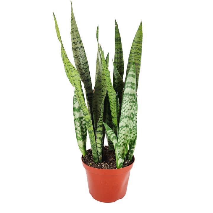 Best Plant Friend - Wholesale Live Plant - Snake Plant Sansevieria Zeylanica 4in - Live Houseplant1
