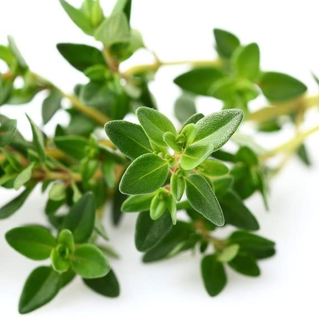 Sow the Magic - Wholesale Tarot Cards - Garden Thyme Tarot Seed Packet1