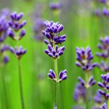 Lavender (5ml) for wholesale by Herbal Apothecary