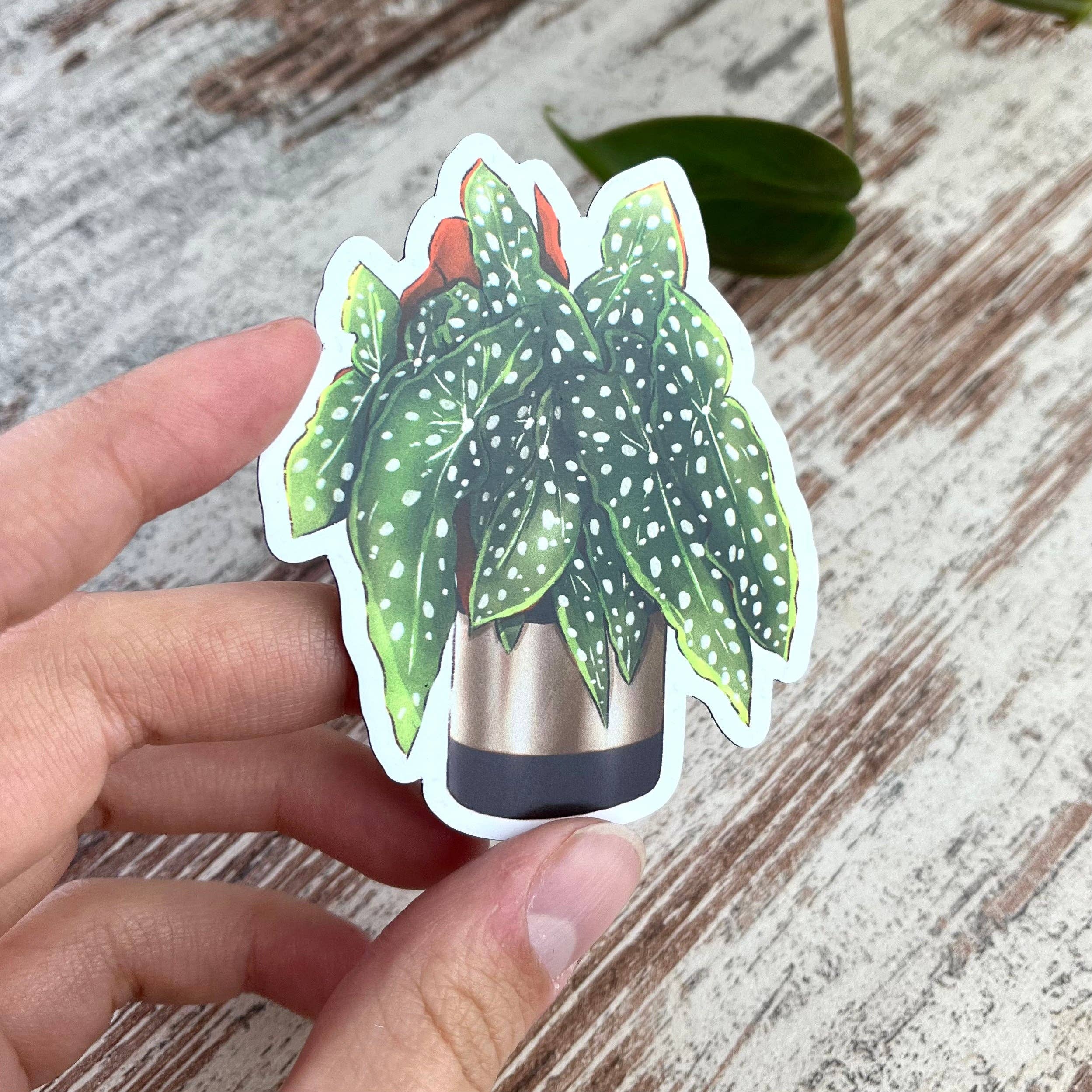 plantyintroverts - Wholesale Magnet - Magnet - Begonia Maculata in Pot, Plantmom, Plantlover5
