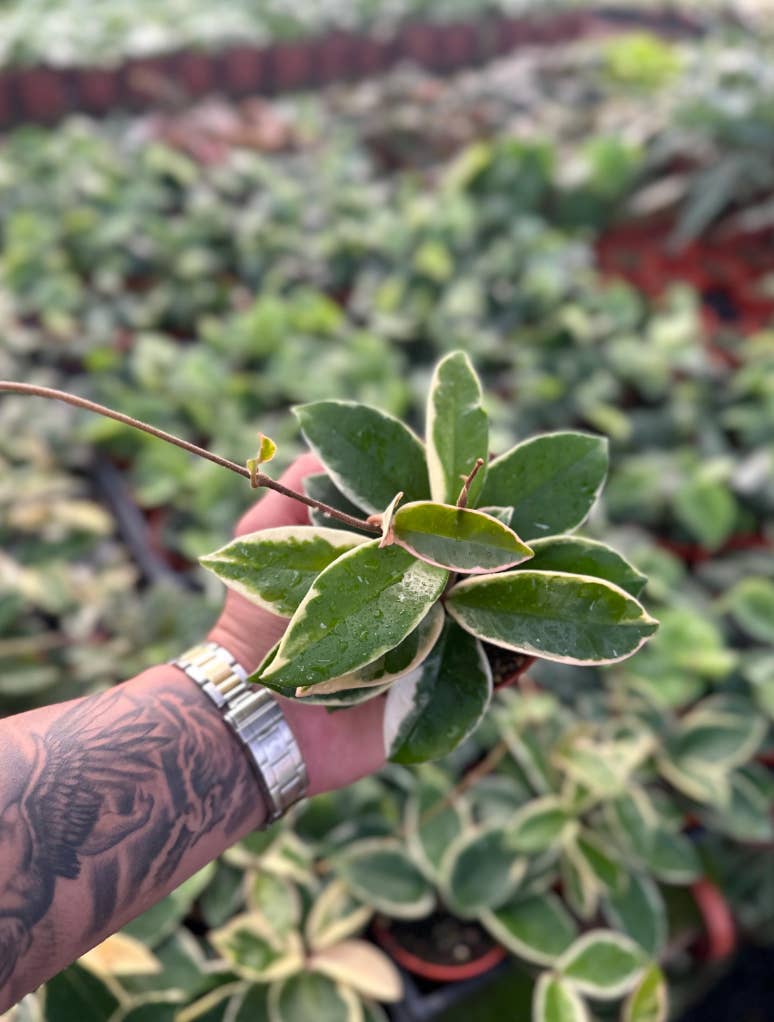 MyPlants LLC - Wholesale Live Plant - Hoya Krimson Queen (Tricolor) - 4" from MyPlants