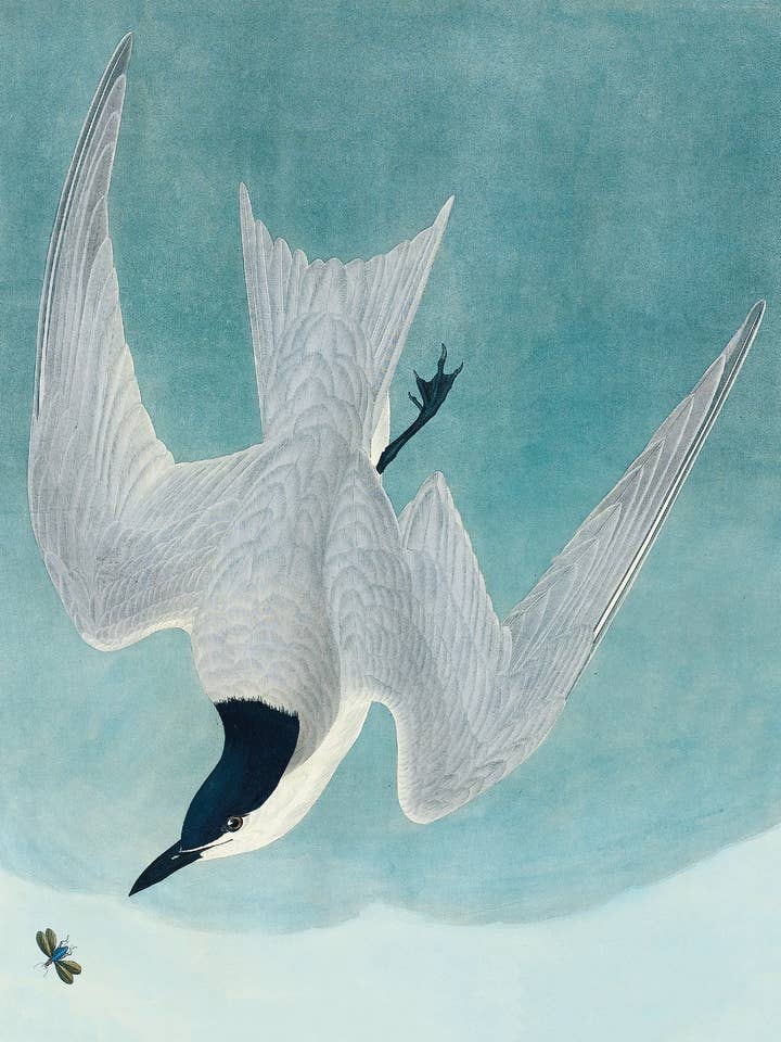 Postcard Marsh Tern (231040) for wholesale by The Knowledge of Things by Catch Publishing