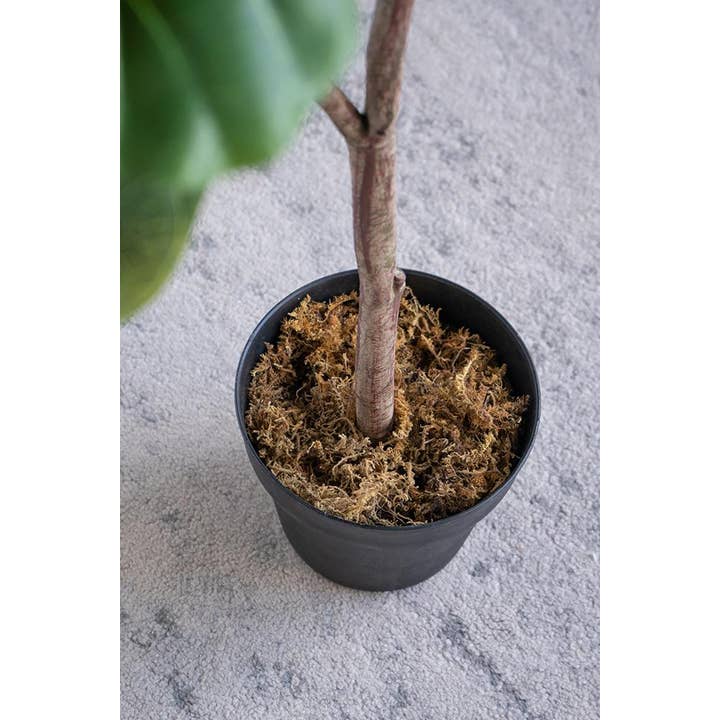 A&B Home Group Inc. - Wholesale Artificial Plant - 12x12x43"H Potted Fiddle Leaf Tree3
