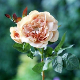 Mezu Silk Flowers – Engroshandel Kunstige blomster – Kunstig abrikos gammel engelsk rose med knop
