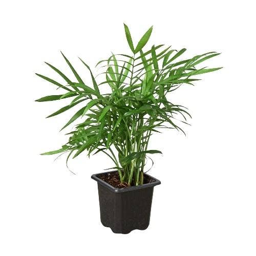 House Plant Wholesale WEST - Wholesale Live Plant - Parlor Palm