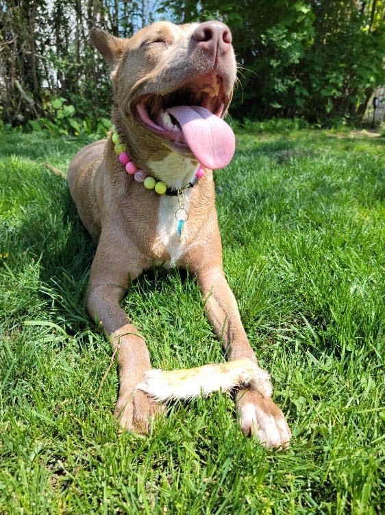 Naked Beasts, Inc. - Wholesale Pet Treats - Dog - Rabbit Feet12