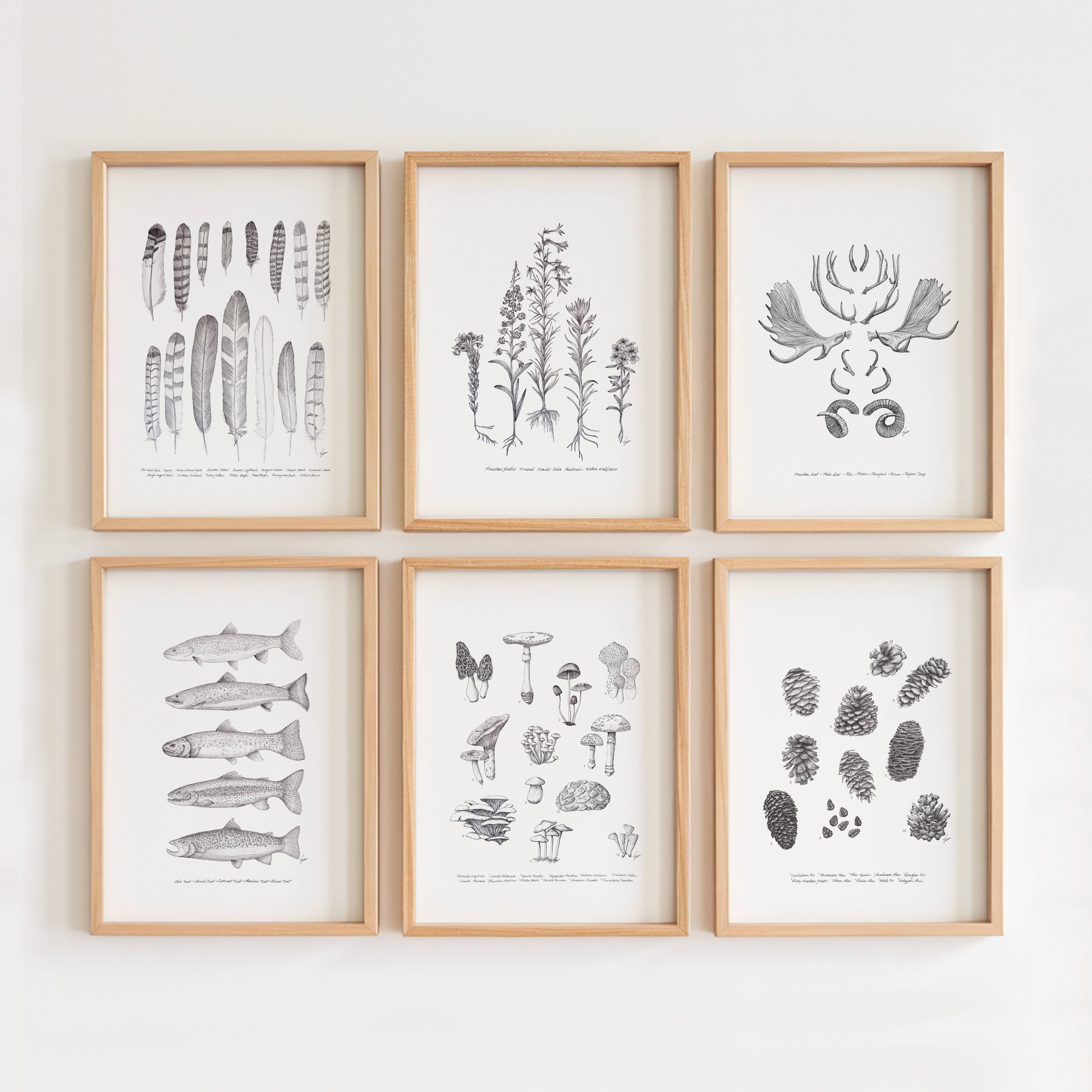 Vanee.ink - Wholesale Art Print - Horns & Antlers Print8