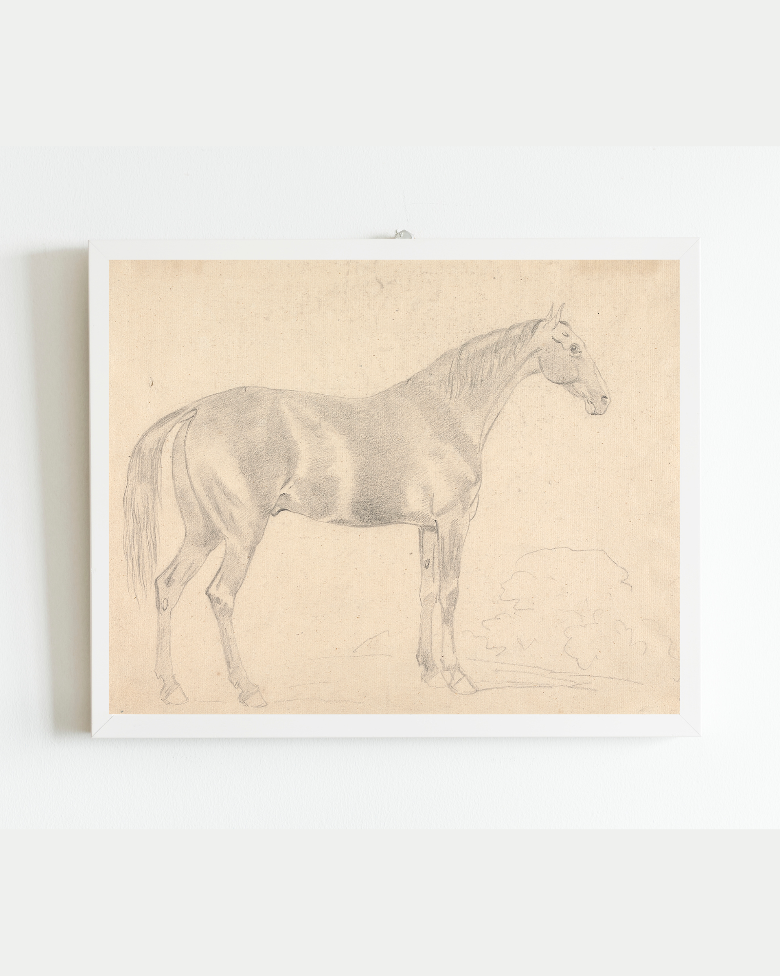 Sea to Skye - Wholesale Art Print - A Horse Facing Right Sketch Antique Art Print4