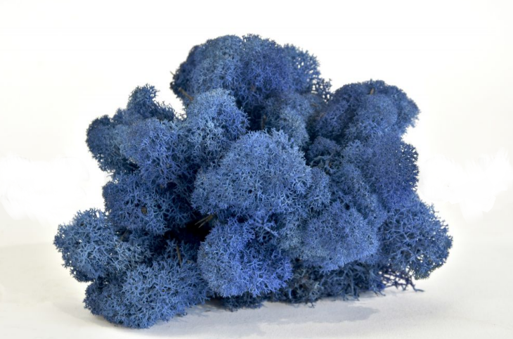 Moss House - Wholesale Live Plant - Reindeer Moss Stabilized Lichen Royal Blue by MossHouse2