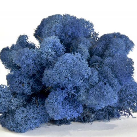 Moss House – Planta viva por atacado – Líquen Estabilizado Azul Real por MossHouse2