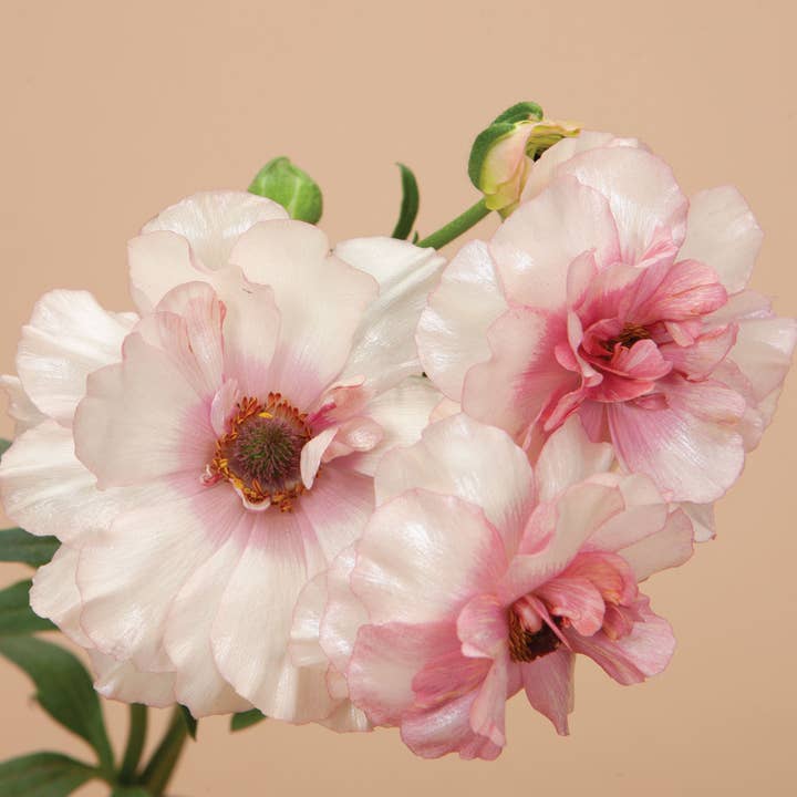 Plantgem - Wholesale Live Plant - Ranunculus Butterfly Ariadne - 5 Corms