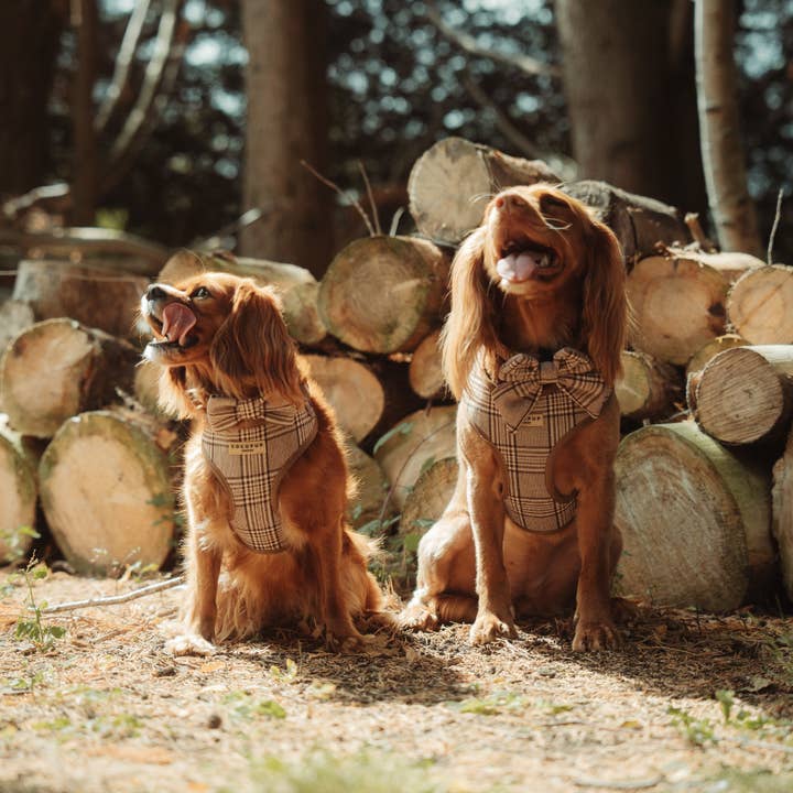 Cocopup London - Wholesale Pet Bow Tie - Dog - Pup Plaid Bow Tie4