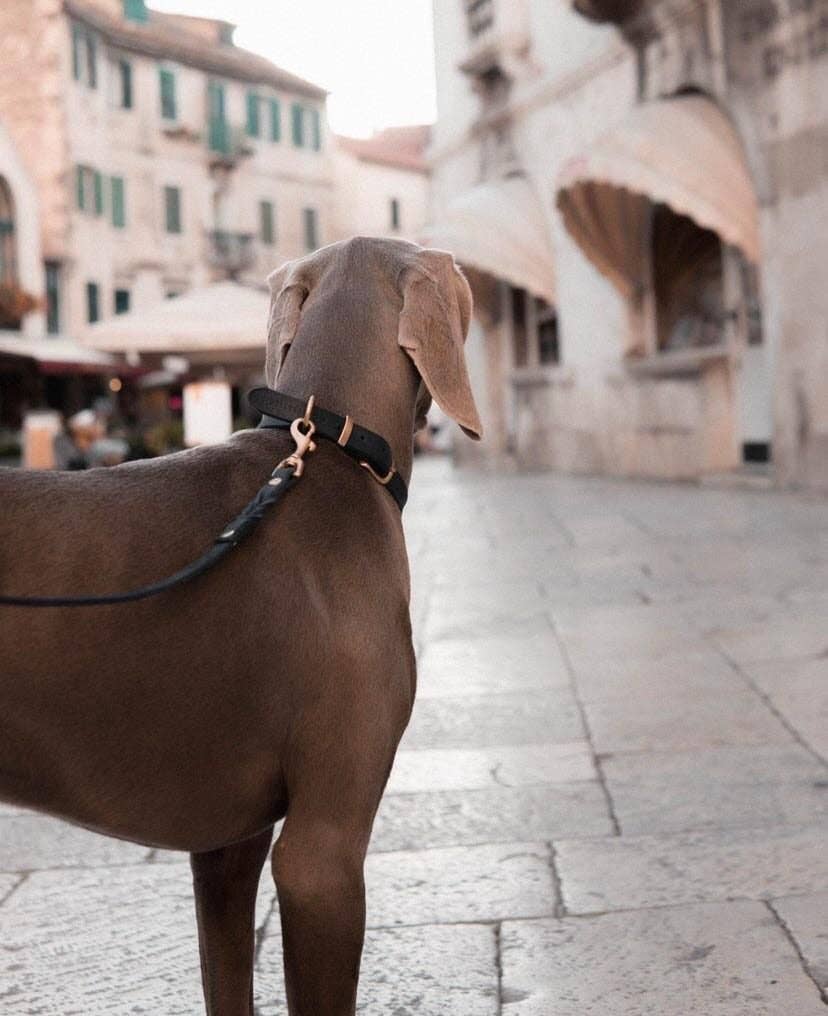 Molly and Stitch - Wholesale Pet Collar - Dog - Butter Leather Dog Collar - Classic Brown8