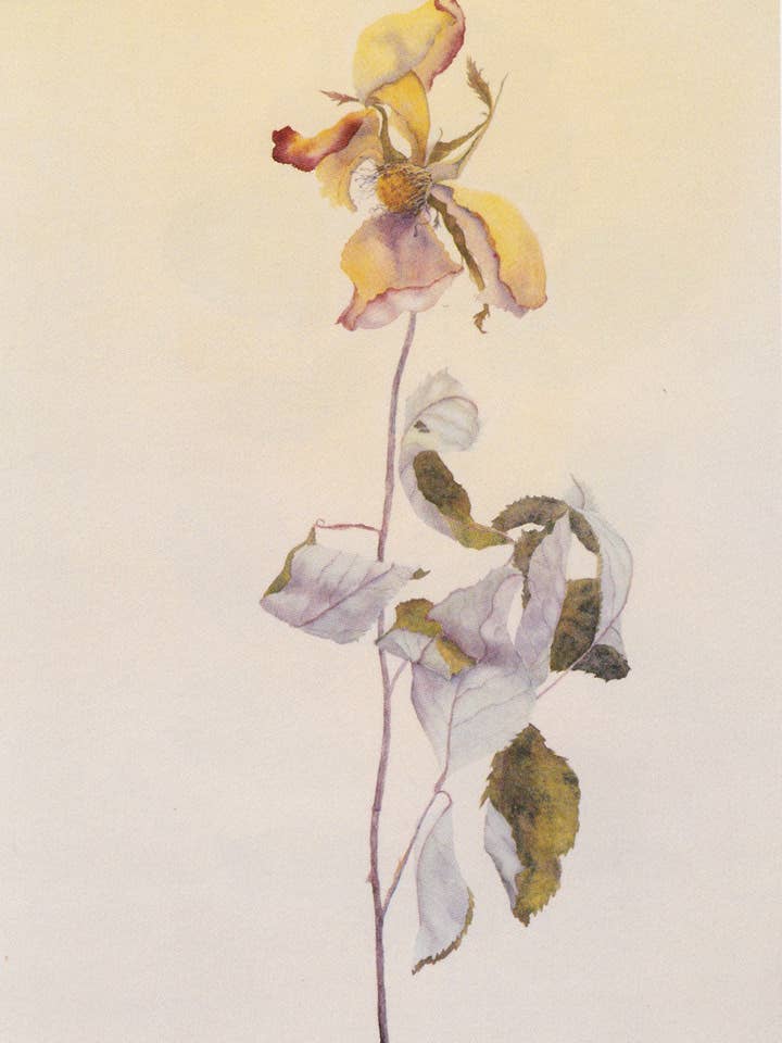 IV. In Spite of Everything — Limited Edition Print for wholesale by Terra Fine Art