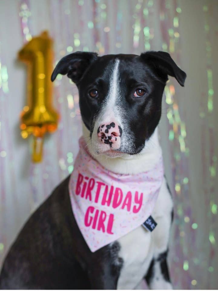 Birthday Girl Dog Bandana - Dog Birthday Party for wholesale by Tails Up, Pup