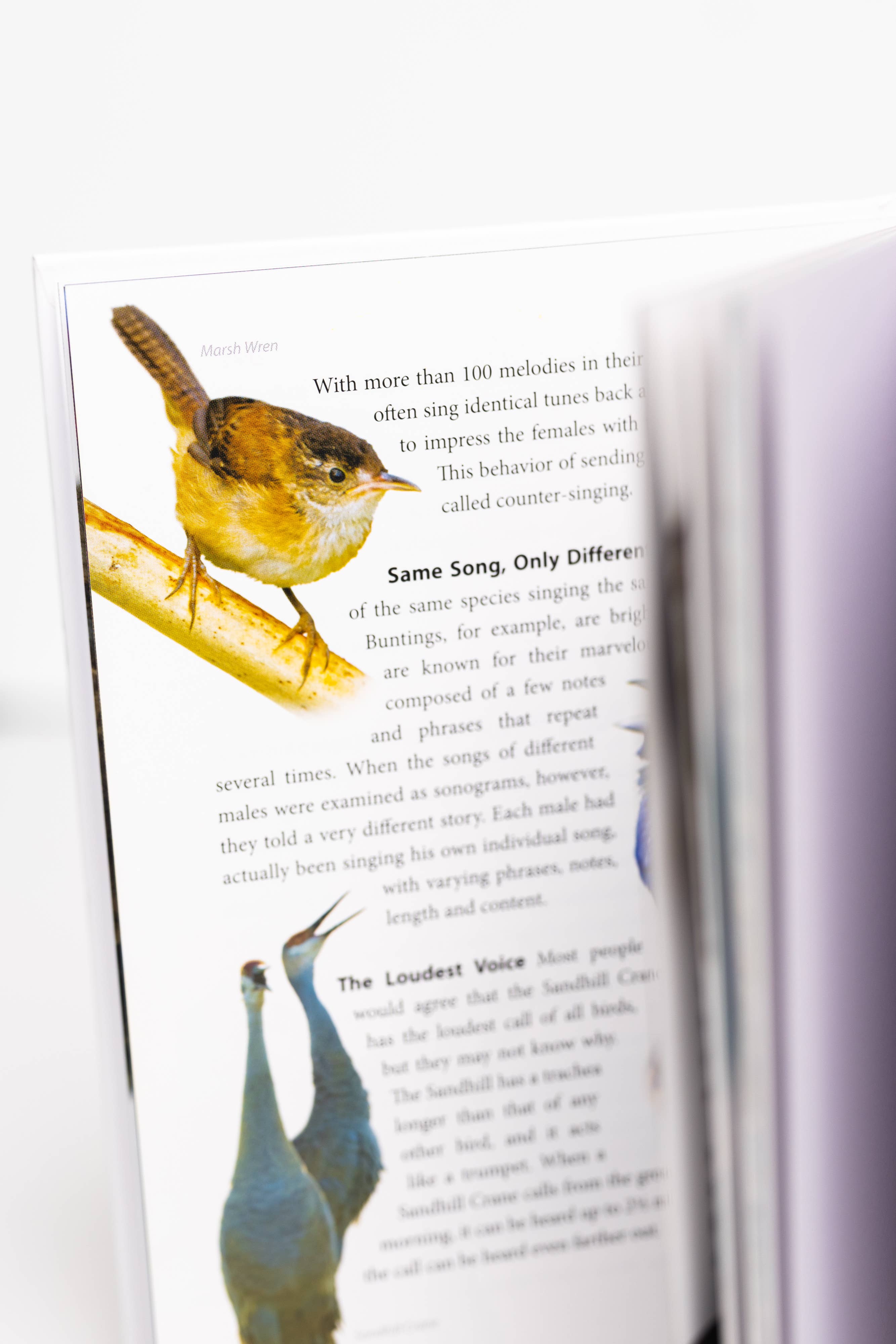 AdventureKEEN - Wholesale Nature & Outdoors Book - Bird Trivia2